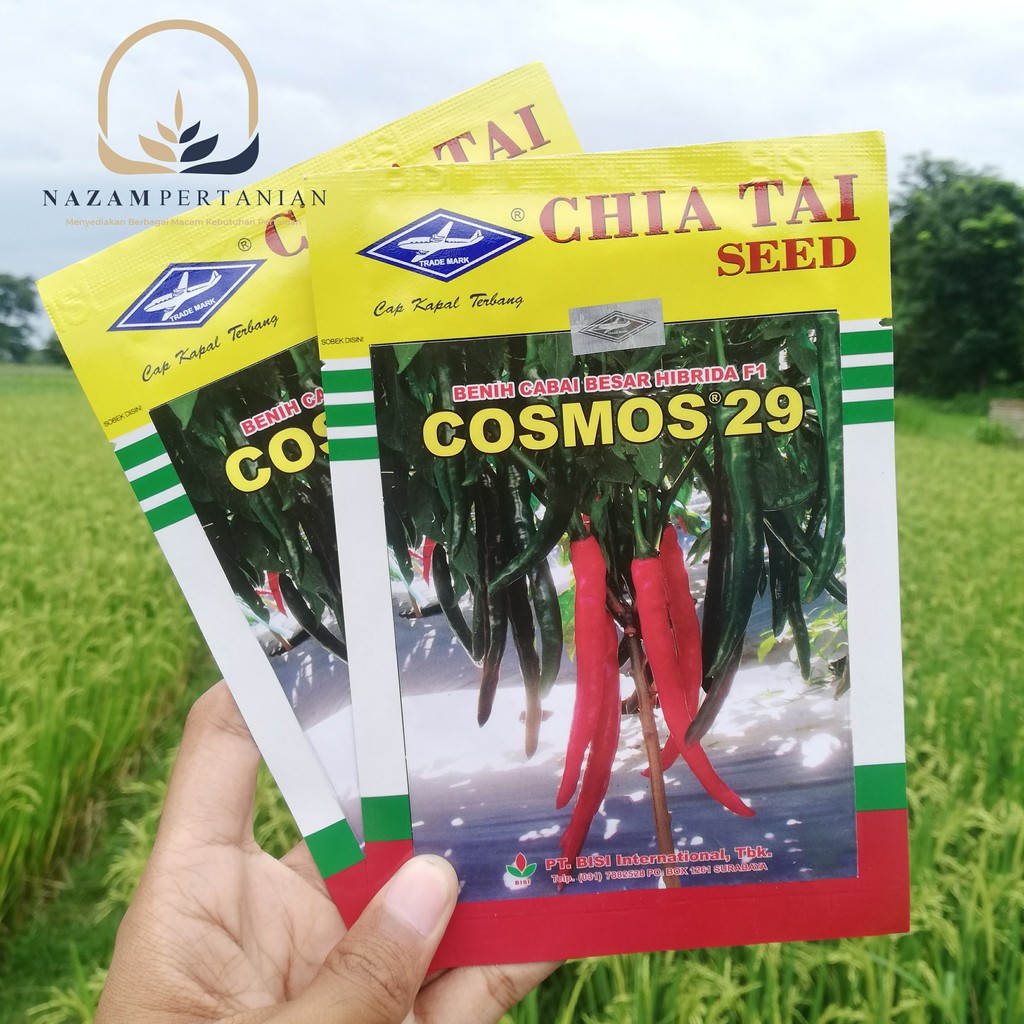 Jual Benih Cabe Merah Besar Cabai Keriting Cosmos 29 Hibrida F1 Chia ...