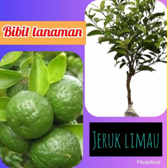 Jual Bibit Jeruk Limau Sambal 1 Kilo Muat 4 Bibit Limo Sambel Pohon Jeruk Limau Sambel 4887