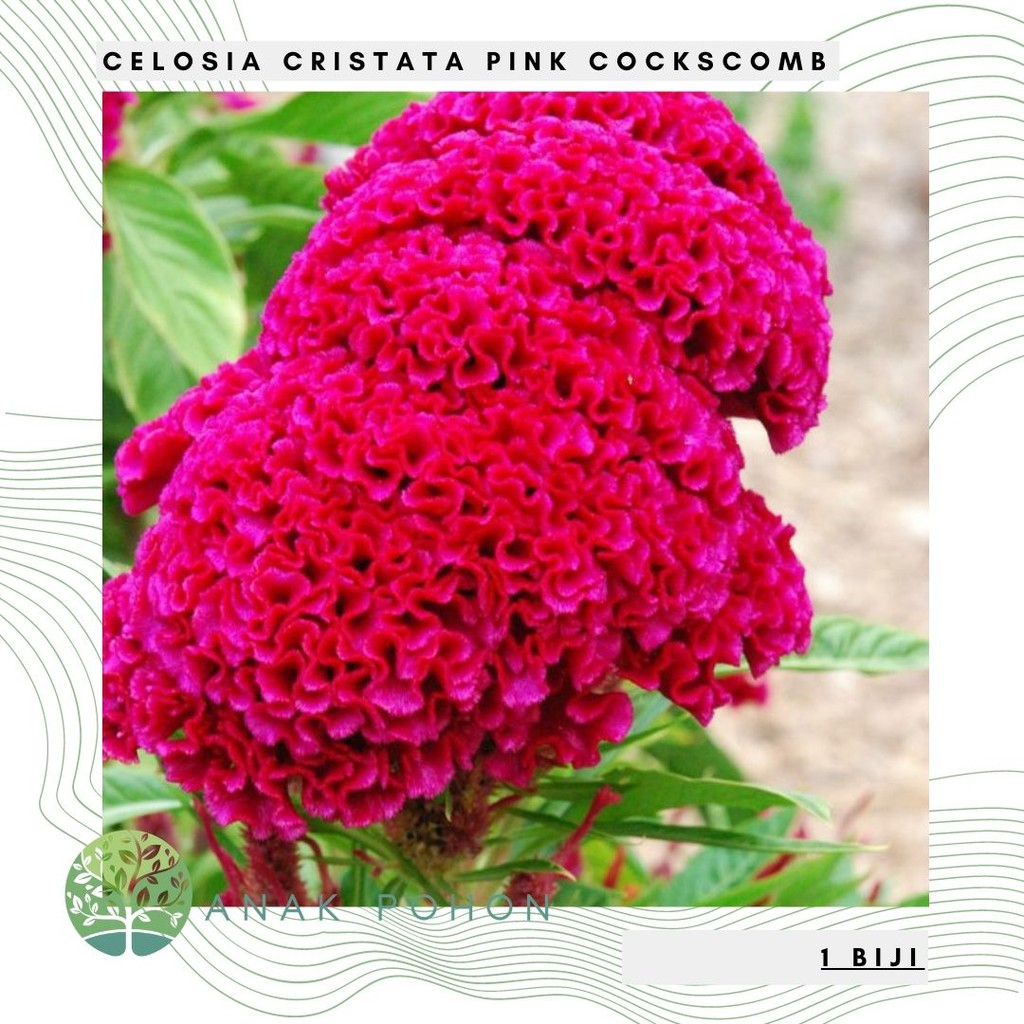 Jual Benih Bibit Biji - Bunga Celosia Cristata Pink Cockscomb Flower ...