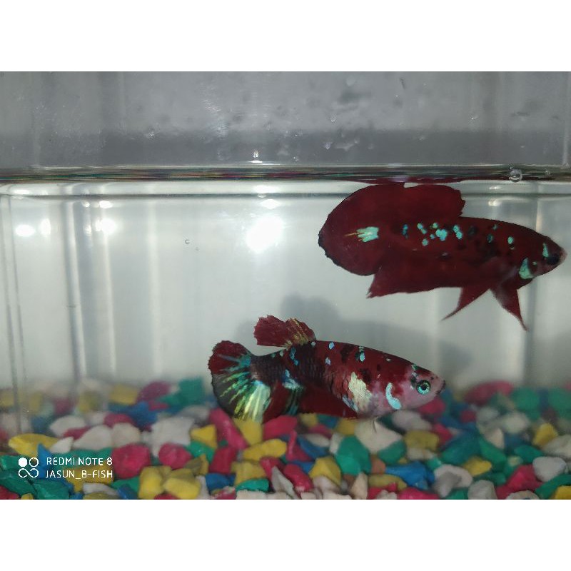 Jual cupang red koi galaxy | Shopee Indonesia