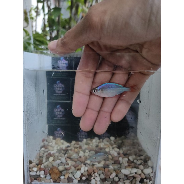 Jual Ikan Rainbow Peacock | Praecox - Dwarf Neon | Shopee Indonesia