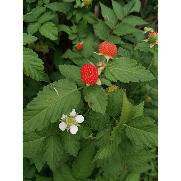 Jual Tanaman buah Raspberry / Ras Berry | Shopee Indonesia