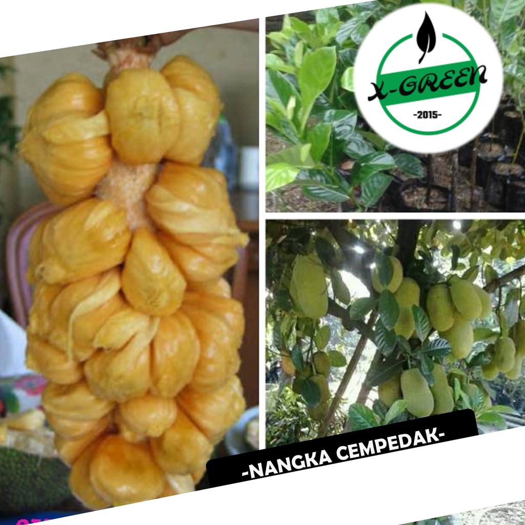 Jual 10 Pohon Nangka Cempedak - (X-Green) | Shopee Indonesia