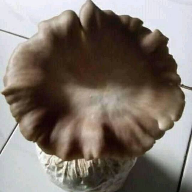 Jual Bibit f1 jamur tiram coklat Shopee Indonesia