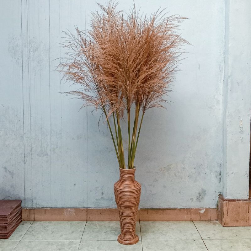Jual Pampas grass SUPER JUMBO / Pampas rayung / Pampas bulu kualitas