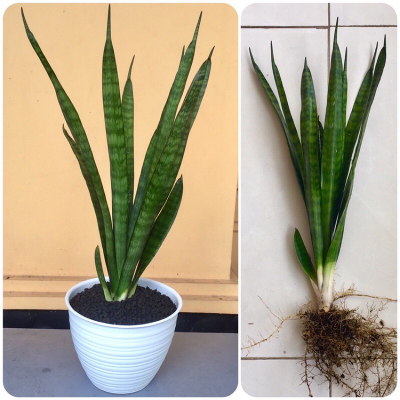 Jual Tanaman Hias Indoor Sansivera HIJAU Lidah Mertua Sansevieria Snake ...