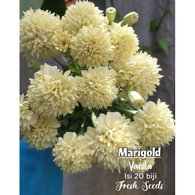 Jual Marigold spinning wheels vanila Shopee Indonesia