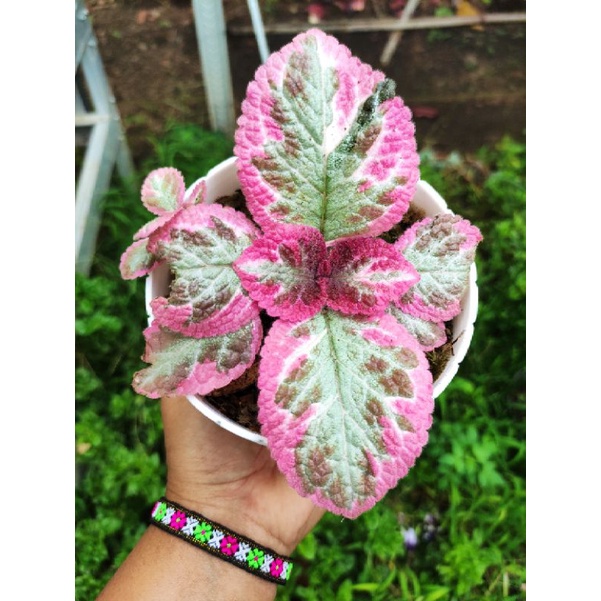 Jual Episcia Cleopatra | Shopee Indonesia