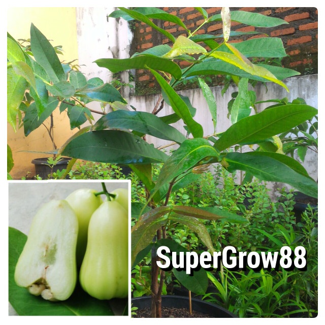Jual Bibit Pohon Jambu Air Madu Deli Hijau MDH Wisata Agrotani | Shopee