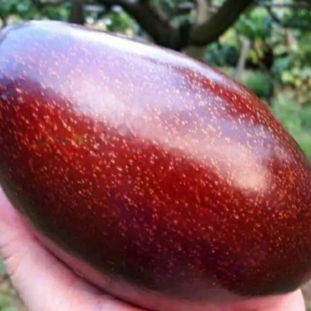 Bibit Alpukat Red Vietnam Import Unggulan Stek Okulasi