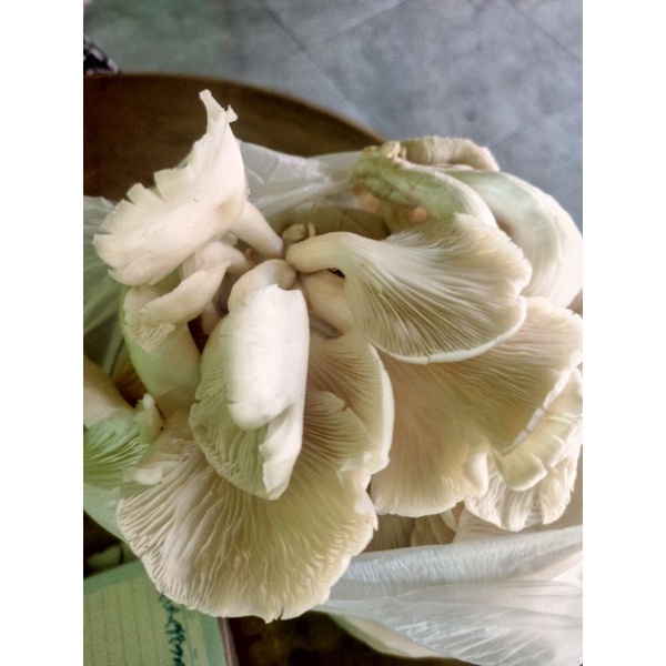 Jual Jamur Tiram Fresh Shopee Indonesia