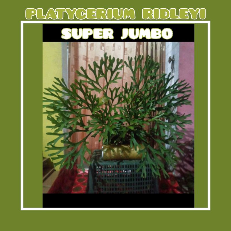 BB】Platycerium ridleyi BIGサイズ 23/9/29-