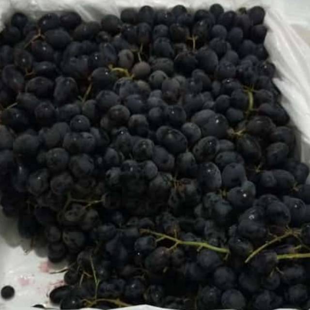 Jual Anggur autum royal | Shopee Indonesia