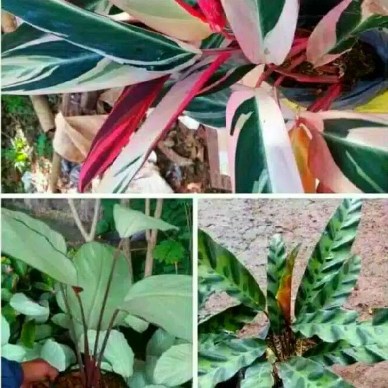 Jual PAKET TANAMAN HIAS CALATHEA 3 JENIS - THREE COLOR - BULU AYAM ...