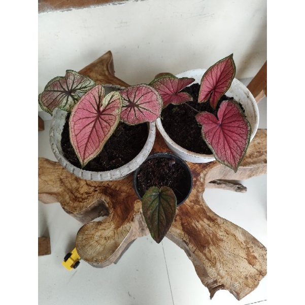 Jual paket 3 caladium Ameera, jaguar daun ganda jenis besar,h51 ...