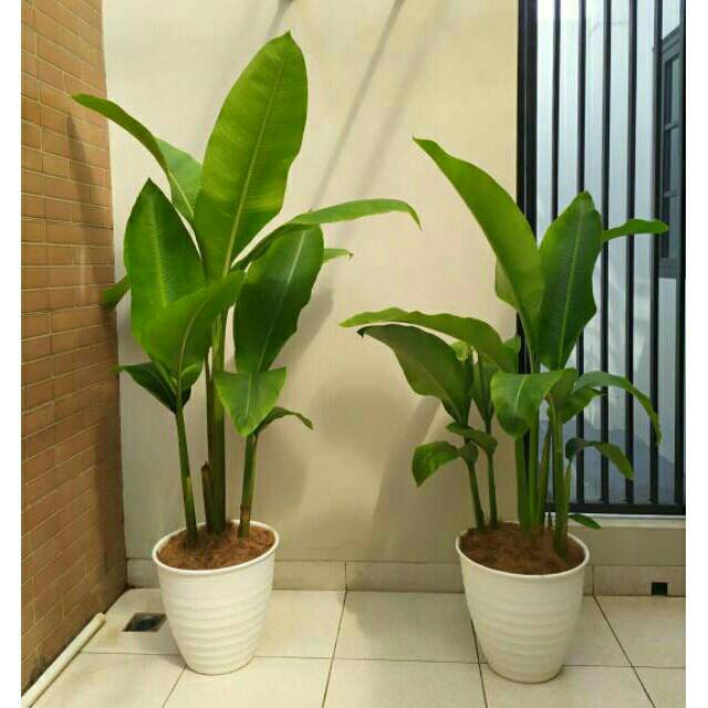 Jual Pohon Pisang Karibay Pohon Hias Indoor Per Pohon Cm Shopee