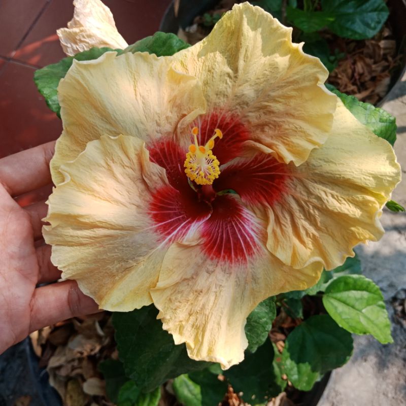 Jual Tanaman hias outdoor bunga Sepatu Hibiscus warna baru Java Forest ...