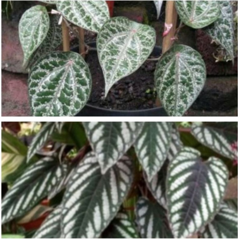 Jual TANAMAN HERBAL SIRIH MERAH SIRIH KERATON SIRIH HIJAU ASLI ORIGINAL ...