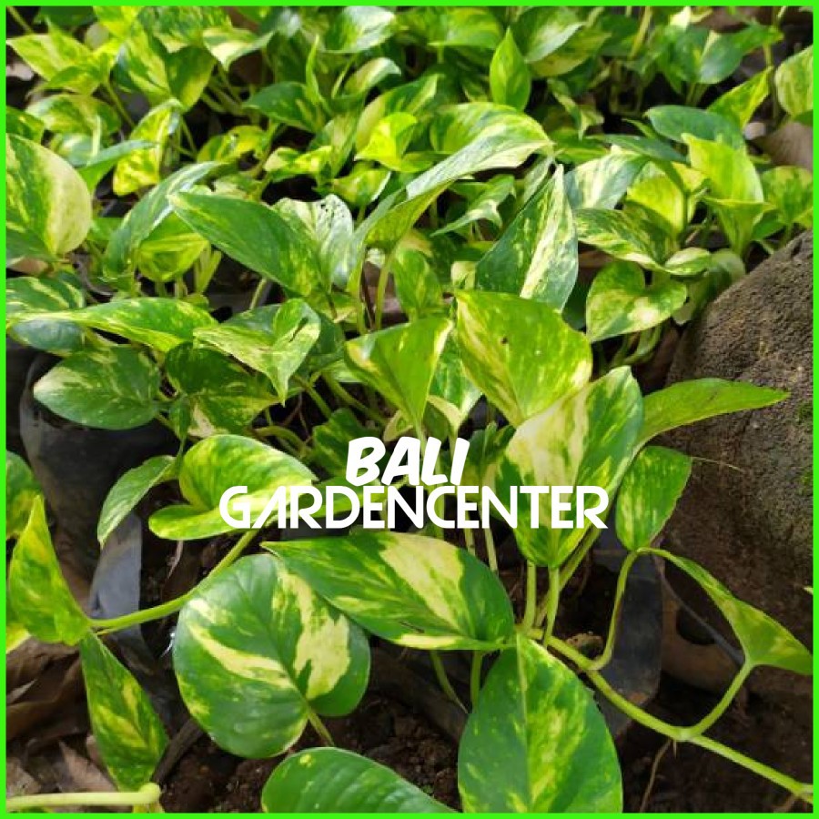 Jual Tanaman Sirih Gading Kuning Hijau Devils Ivy Golden Pothos