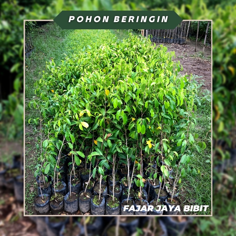 Jual Bibit Tanaman Pohon Beringin Siap tanam | Shopee Indonesia