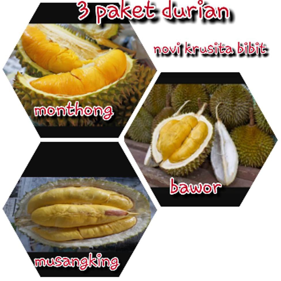 Jual Jual Bibit Buah Durian 3 Paket Musangking Bawor Monthong