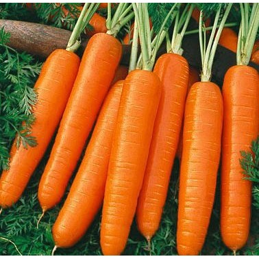 (Isi 50 Butir) Benih Wortel Unggulan (Very Easy to Grow / High Quality Seeds)