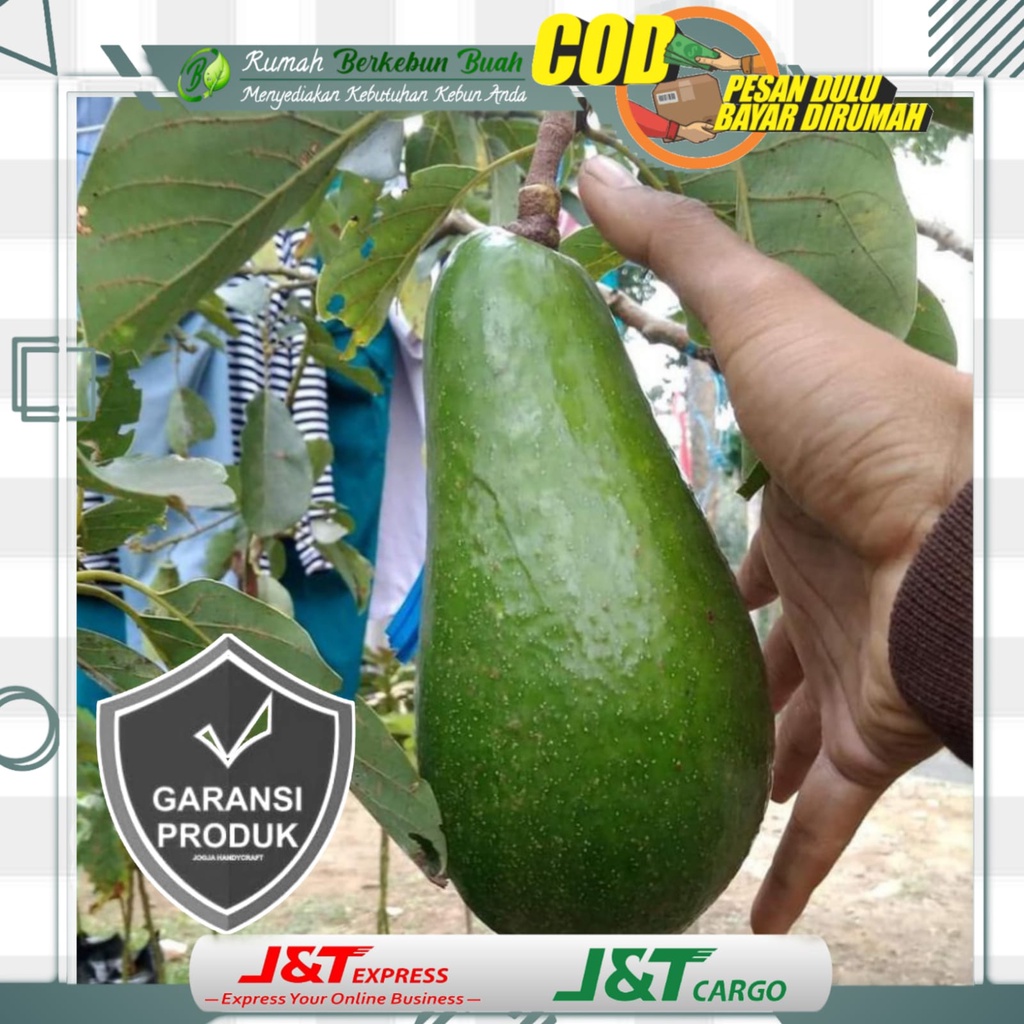 Jual Bibit Alpukat Mentega Jumbo Sambung Pucuk Super Buah Unggul Genjah