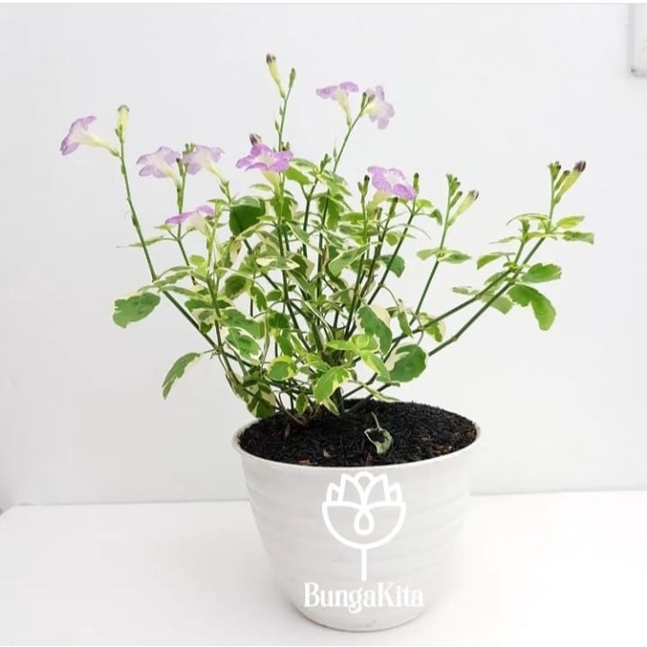 Jual Tanaman Hias Outdoor Asystasia Gangetica Variegata | Shopee Indonesia