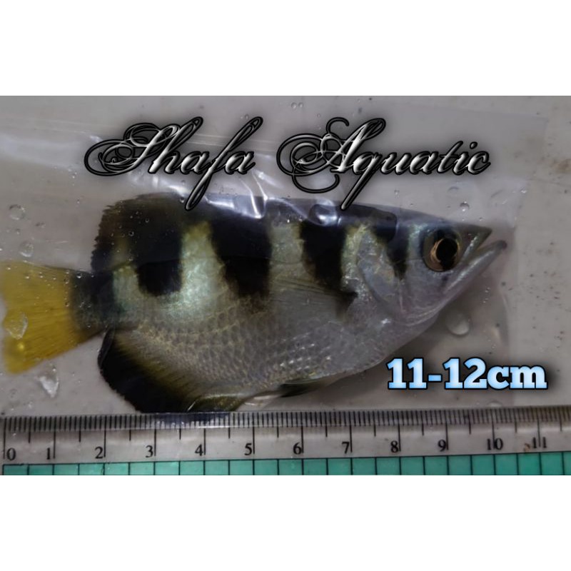Jual Archer fish_Ikan pemanah_Ikan sumpit_Ikan hias | Shopee Indonesia