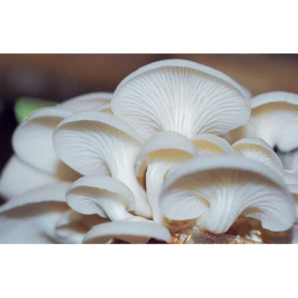 Jual Jamur Tiram Segar / Oyster Mushroom 100 gr / 1 kg (HANYA TAHAN 1