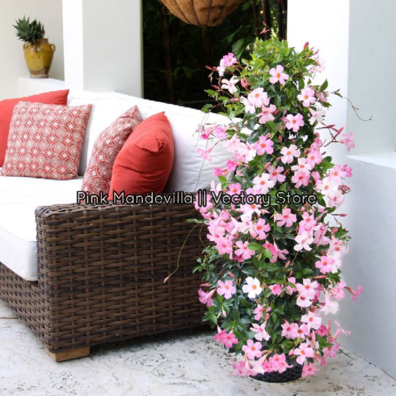 Jual Tanaman Hias Rambat Mandevilla Bunga Pink Panjang Kurleb Meteran