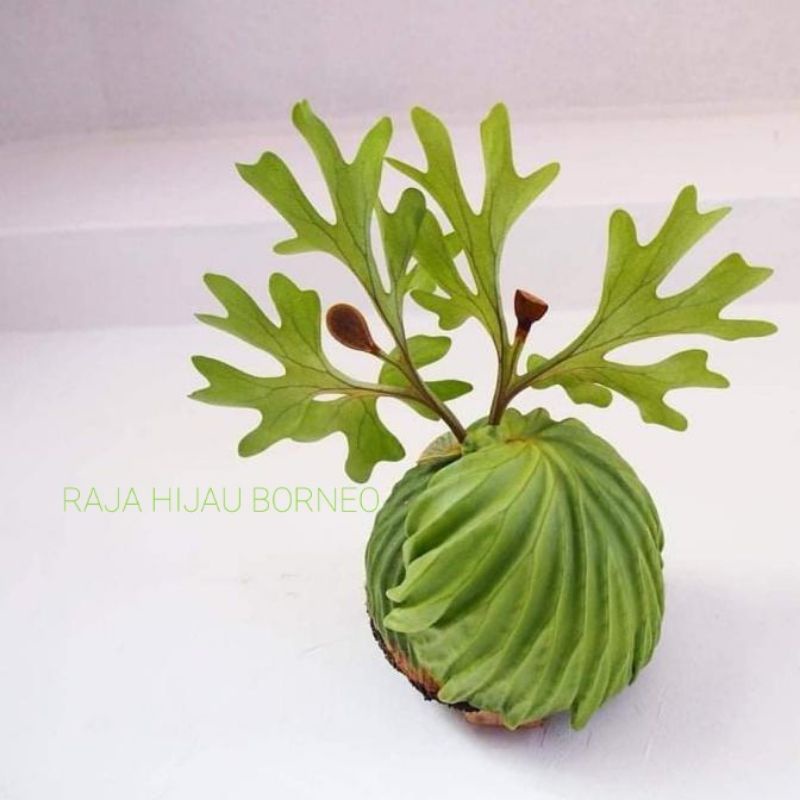 Jual 3 pcs.Platycerium Ridleyi.simbar.tanduk rusa.isi 3 uk mini asli ...