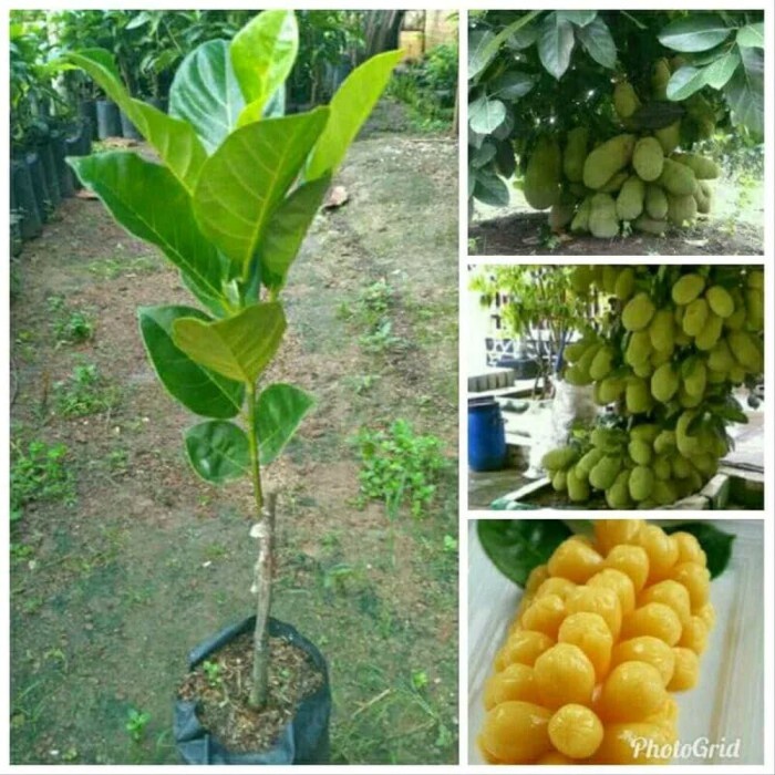 Jual Bibit Nangkadak(nangka Cempedak) | Shopee Indonesia