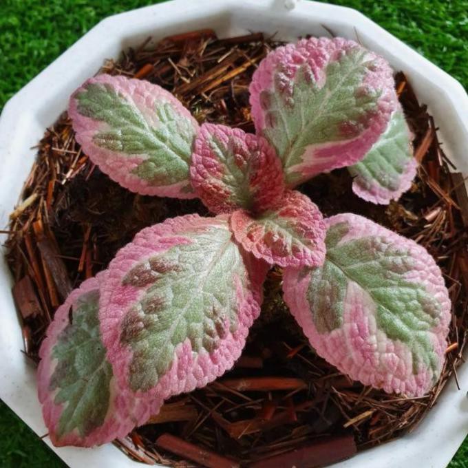 Jual Episcia Cleopatra | Shopee Indonesia