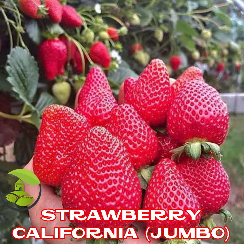 15 Butir - Benih Buah Strawberry Jumbo California Genjah Benih Bibit Strawberry Jumbo