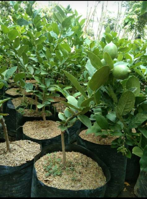 Jual Bibit Jeruk Lemon Jumbo Non Biji Kondisi Berbunga Shopee Indonesia