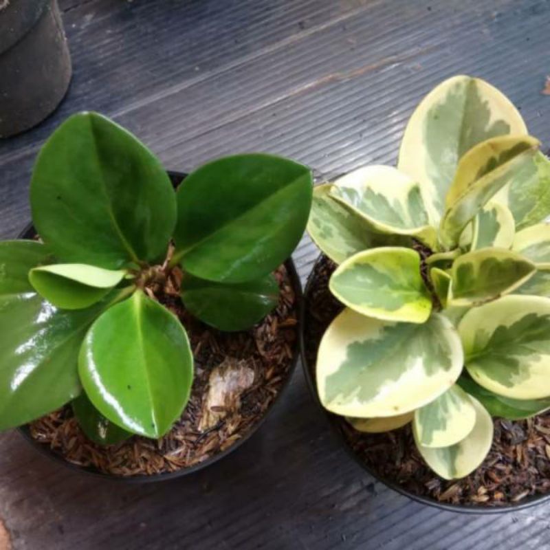 Paket hemat 2 tanaman tanaman jade plant varigata tanaman peperomia varigata & hijau