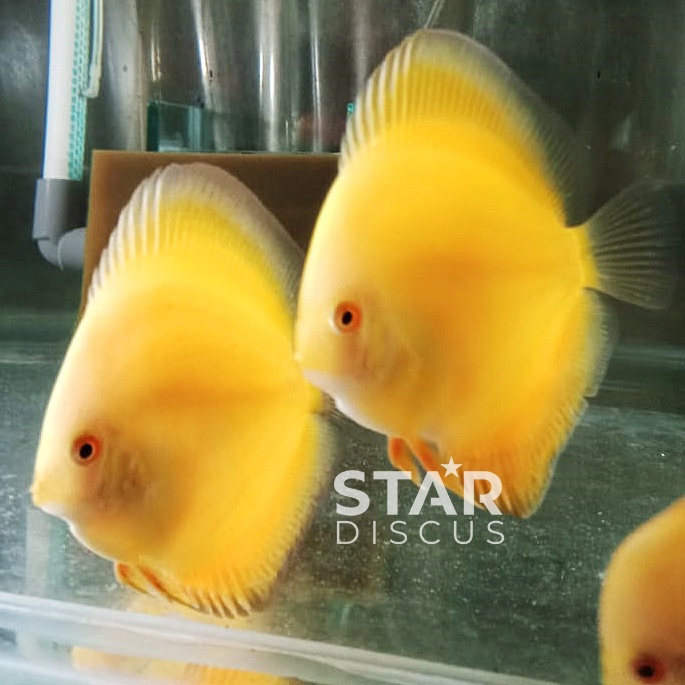 Jual Discus YELLOW mulai ukuran 1 cm | Shopee Indonesia