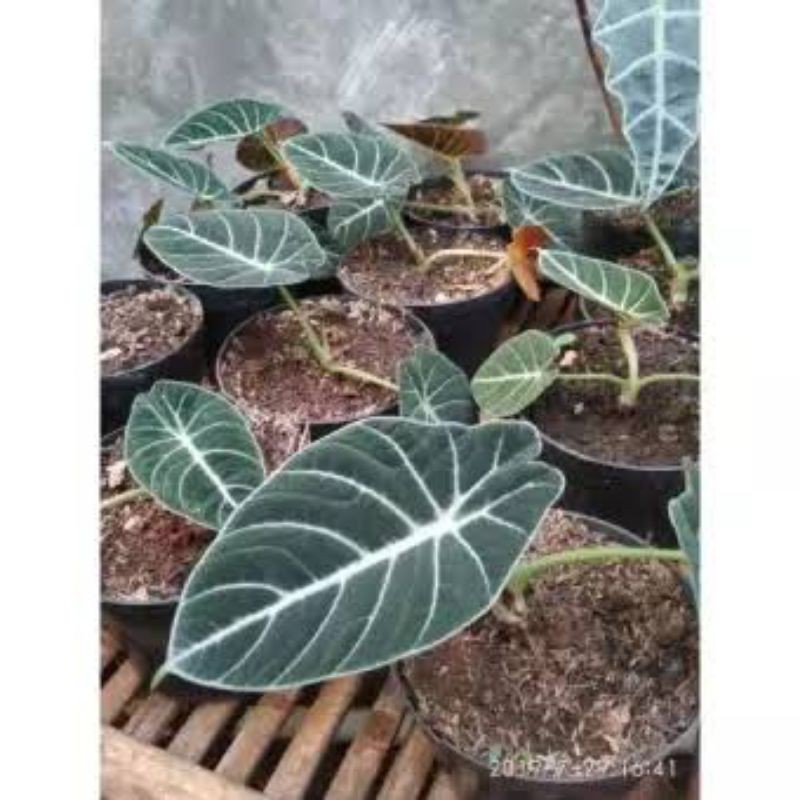 Jual alokasia black valvate uk sedang daun besar | Shopee Indonesia