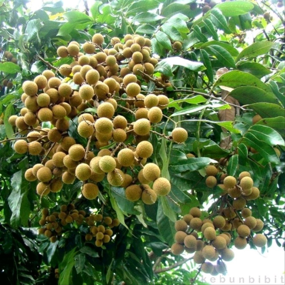 10 Benih Biji buah Kelengkeng Super