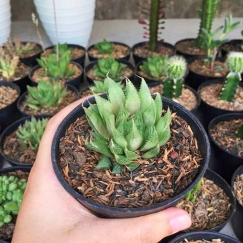 Jual tanaman hias hidup kaktus mini tanaman sekulen tanaman hias