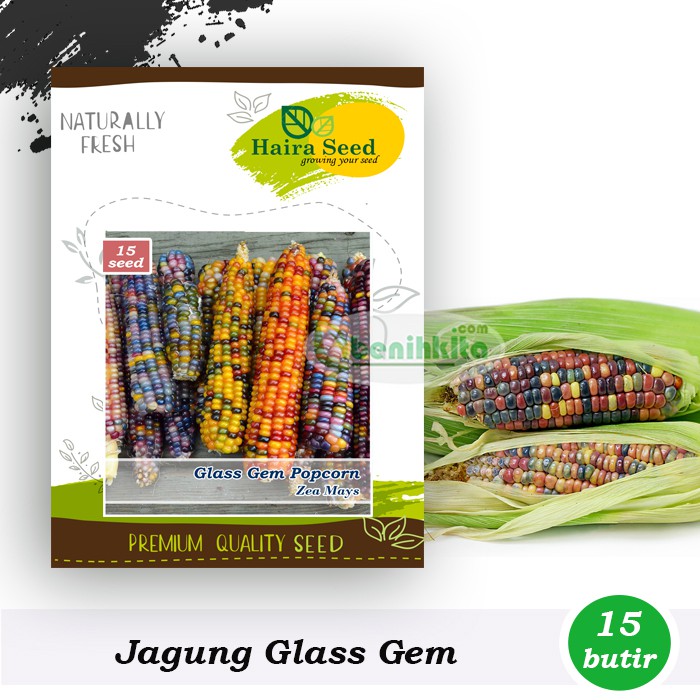 Jual BenihBibit Jagung Popcorn Glass Gem (Haira Seed) Shopee Indonesia