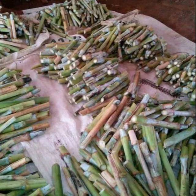 Jual Promo 50 Batang/ bibit rumput raja atau rumput gajah super ...
