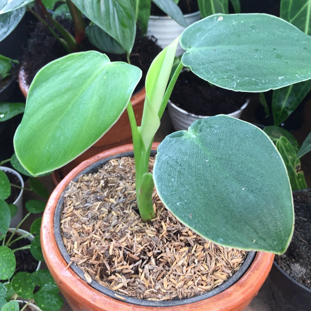 Jual Tanaman hias philodendron rugosum | Shopee Indonesia