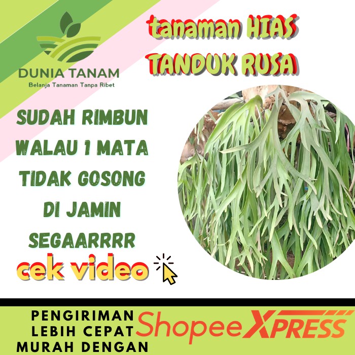 Jual Bibit Tanaman Hias Indoor Paku Tanduk Rusa Simbar Menjangan Papua