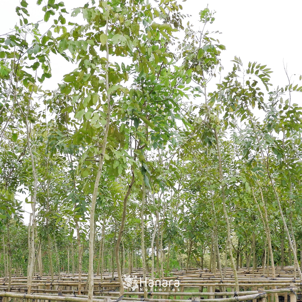Jual Cassia fistula - Tengguli - pohon instan/instant tree | Shopee ...