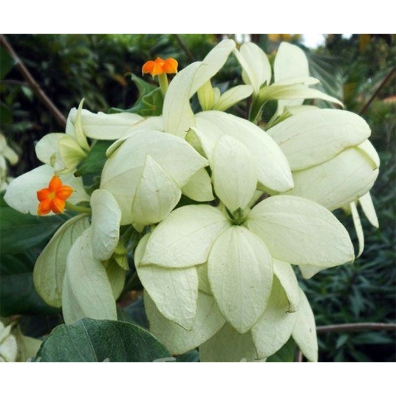 Jual Tanaman hias bunga Nusa Indah Putih (Mussaenda Plant) | Shopee  Indonesia