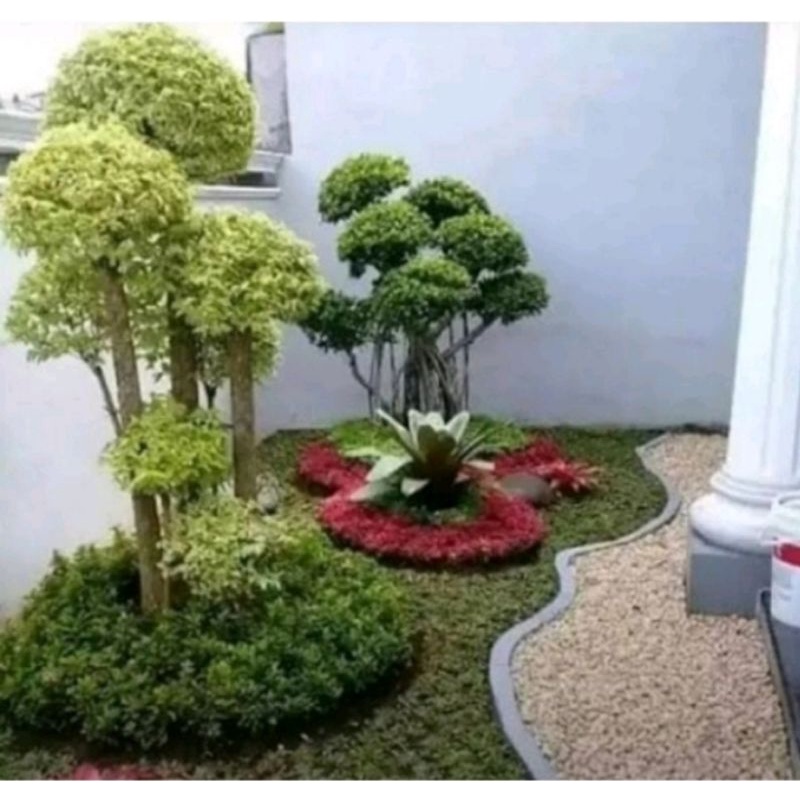 Jual Tanaman Hias Anting Putri - Bibit Pohon Bonsai Anting Putih