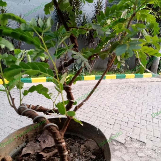 Jual Bonsai asem jawa Terbaru