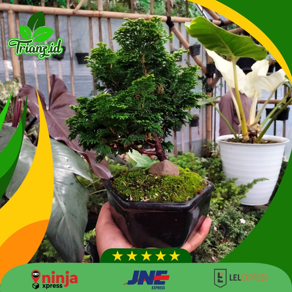 Jual Bonsai Cemara inoki ukuran besar | Shopee Indonesia